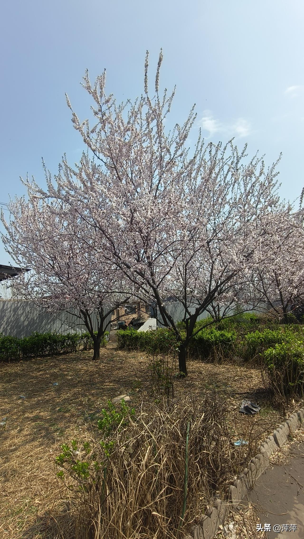 春日生活打卡季春日暖阳里，杏花悄然绽放。粉白相间的花瓣娇嫩轻盈，如云似雪缀满枝头