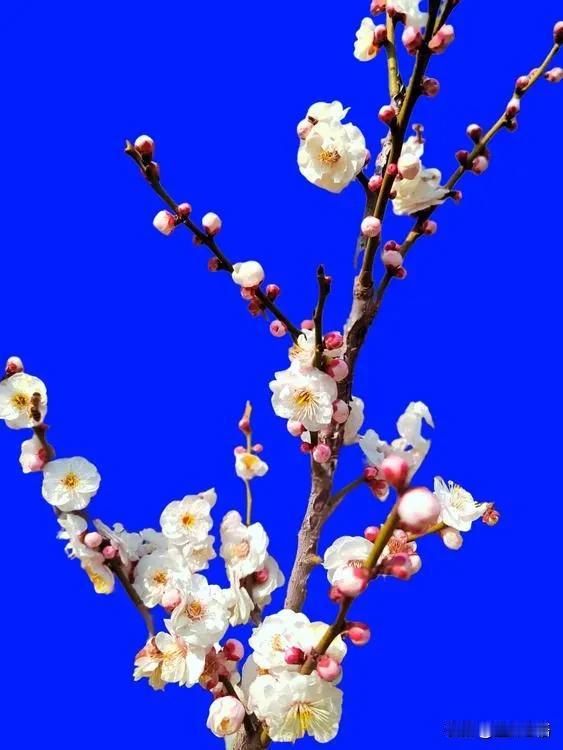 春日梅花盛开，绽放如诗如画。