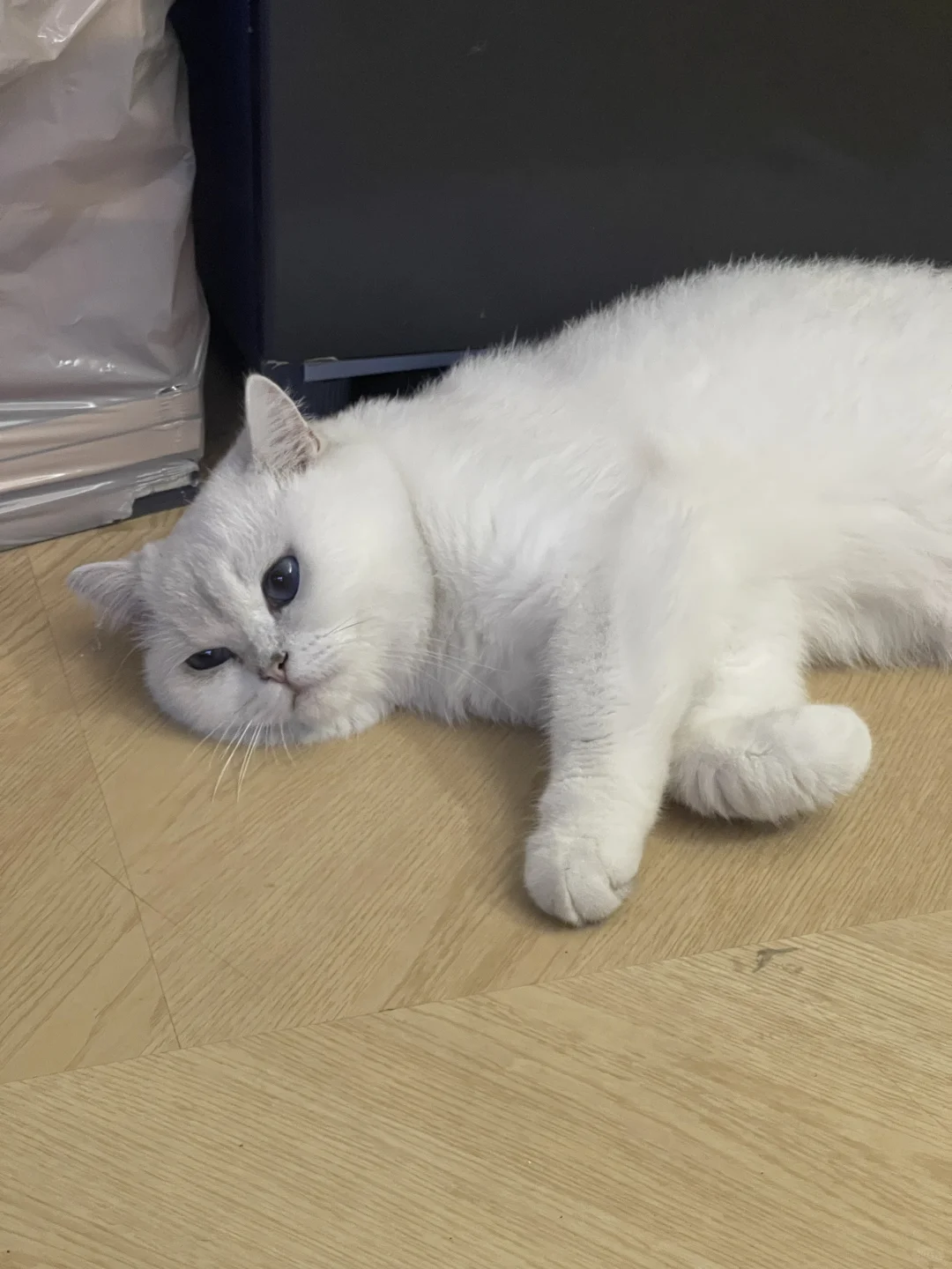 宅家日常 emo公猫在线蹲