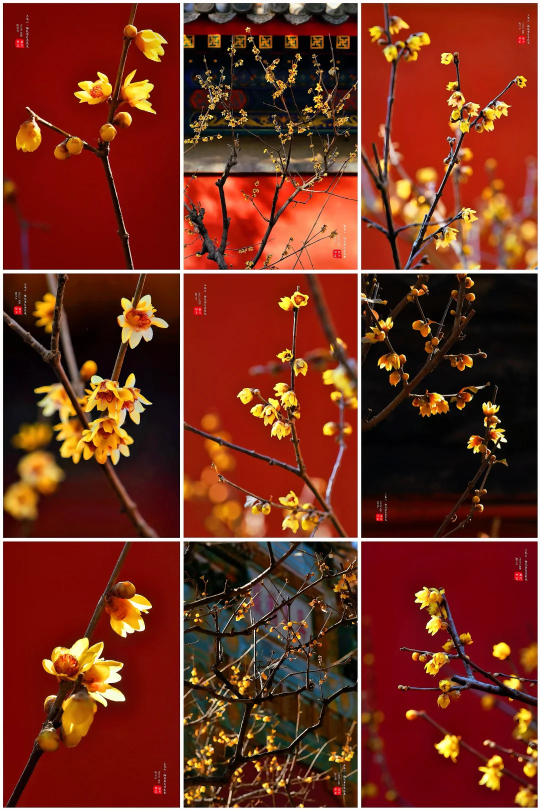 突发‼️植物园卧佛寺的腊梅开啦📸冲冲冲‼️