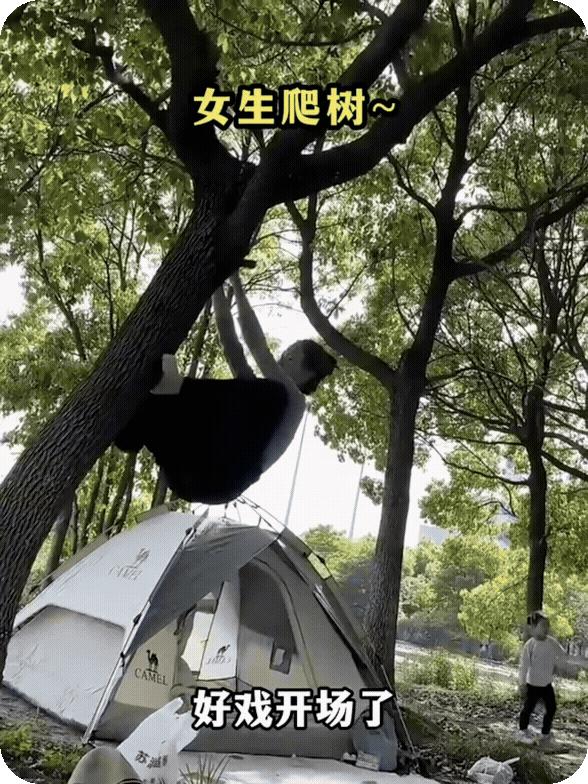 女子爬树，没有抓稳，没成想重重摔下。这树上也没啥东西啊，上去干嘛？
　　网友：捡