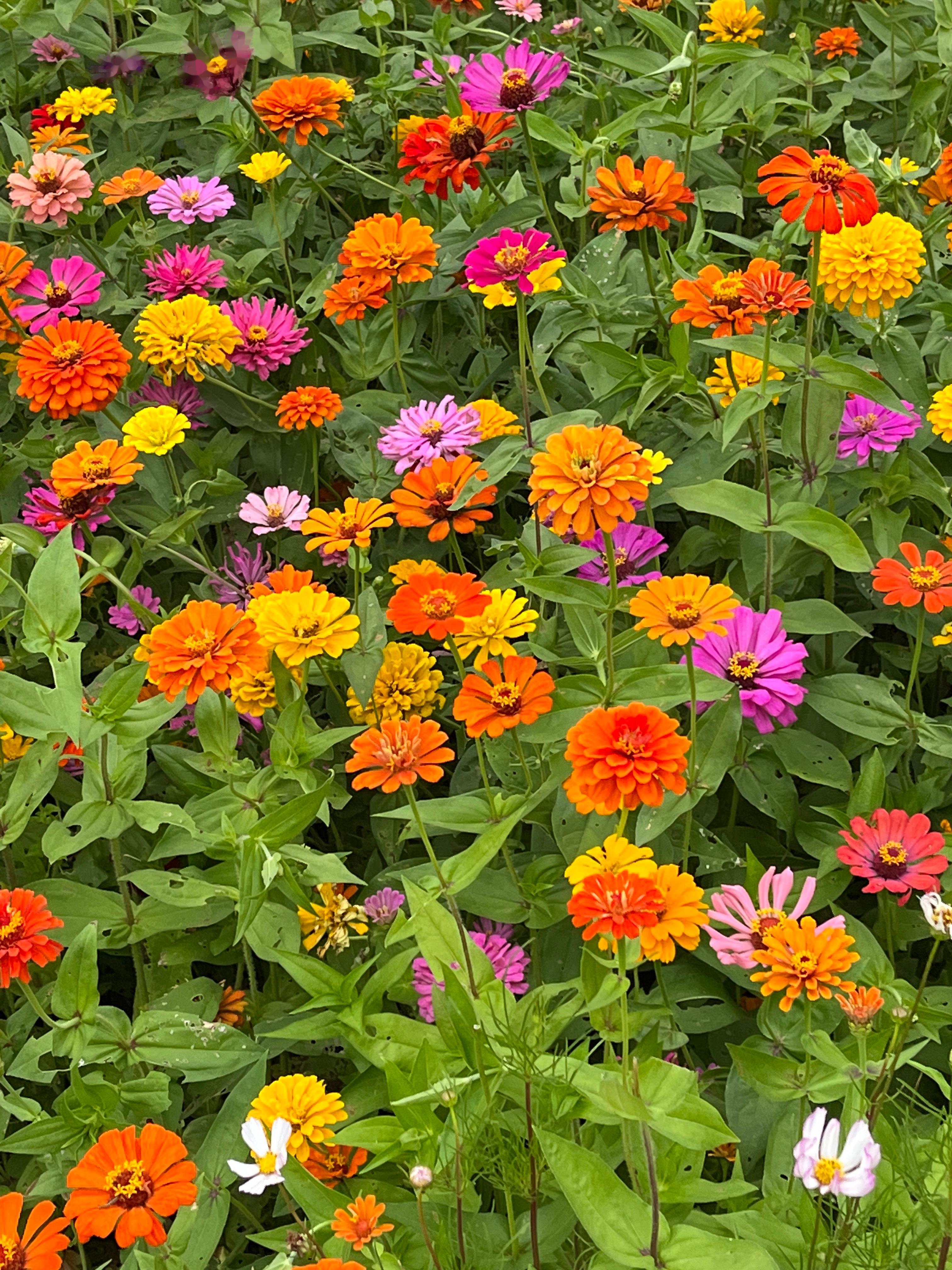 自由自在 ​​​