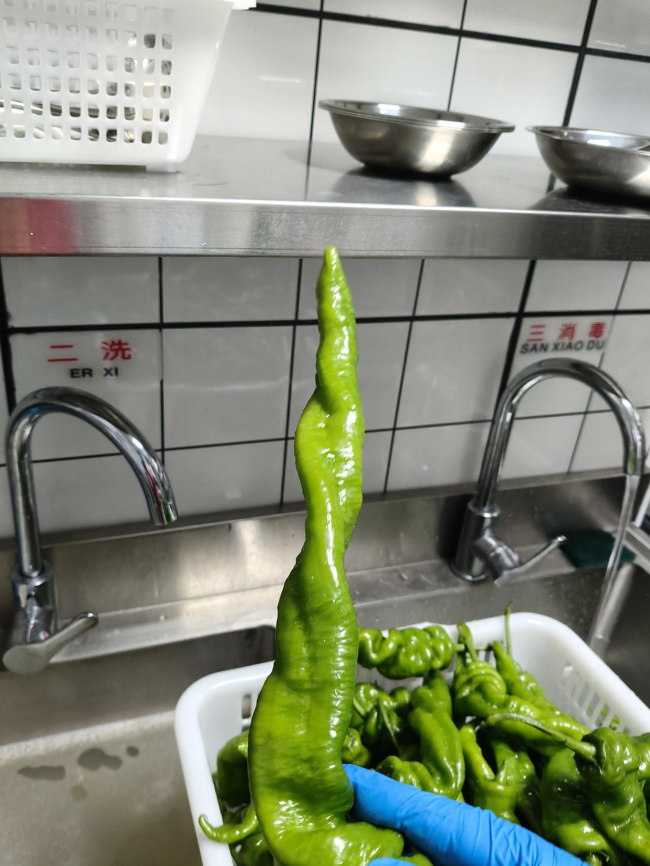 如此大的辣椒你见过吗？
辣椒可能我们都见过。
但是接近半别人辣椒估计见过的就少了