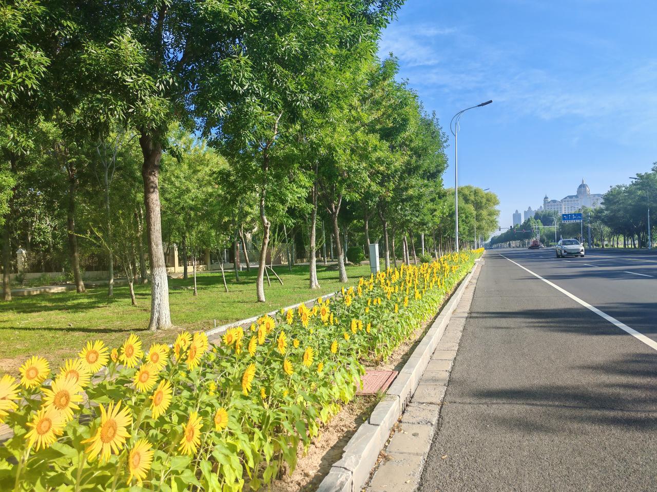 东营园林