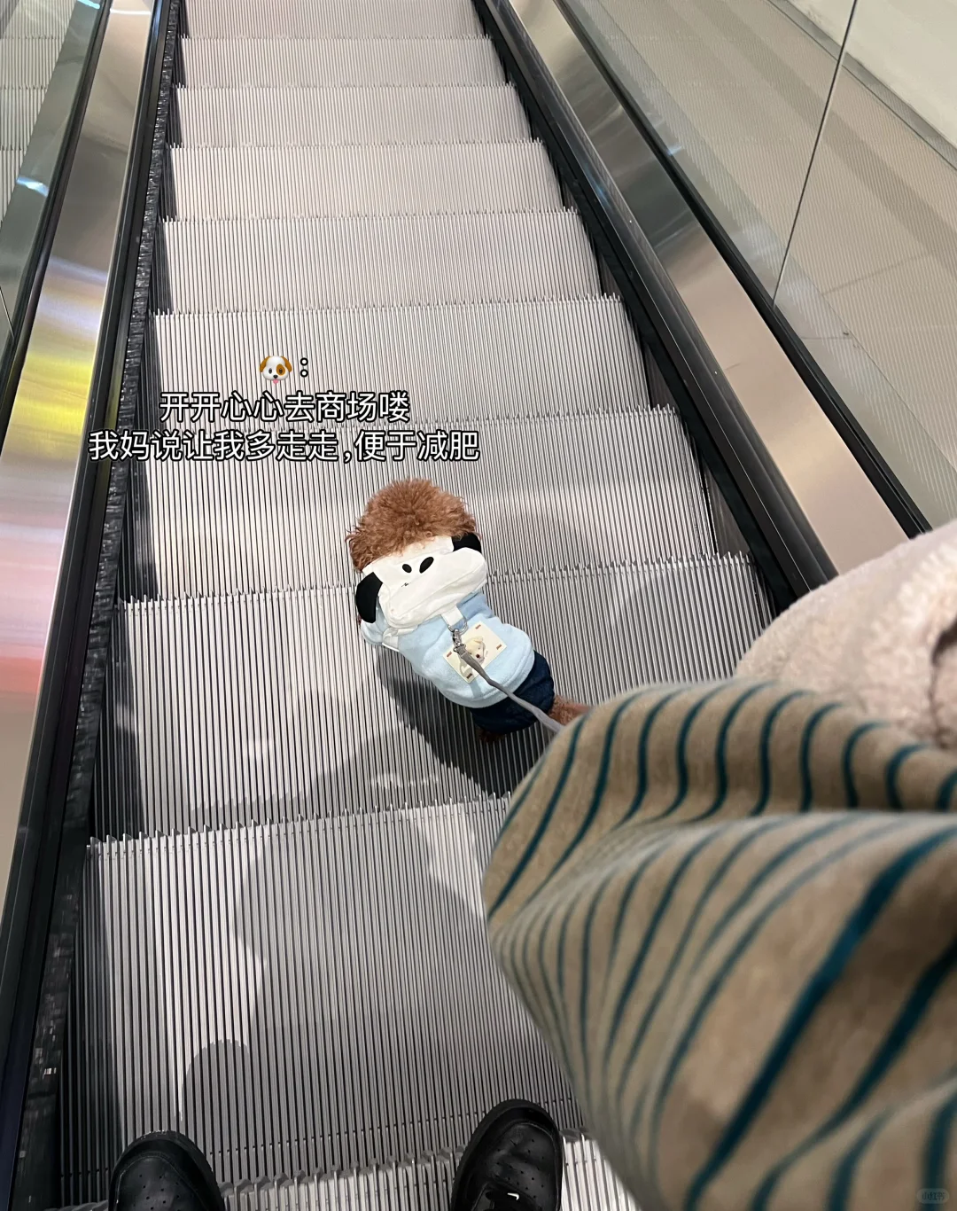 真是有狗欢喜有狗忧的一天……