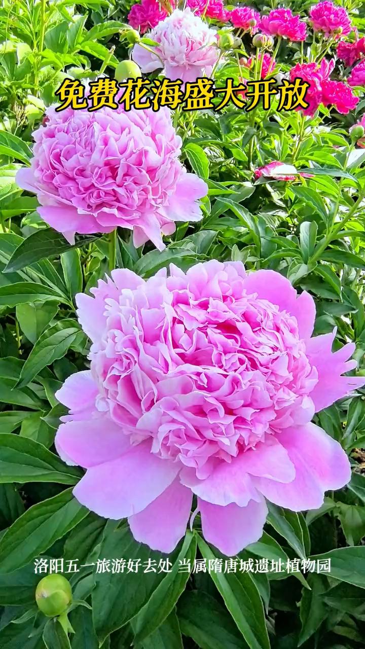 免费花海盛大开放。
洛阳五一旅游好去处当属隋唐城遗址植物园。