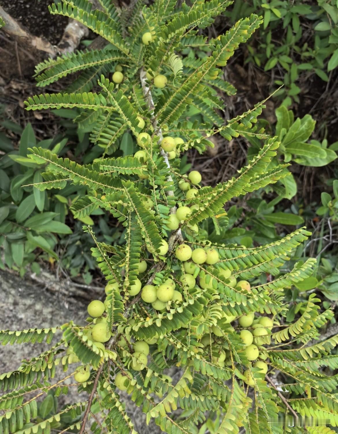 上联：山山水水皆秀美
   下联：风风雨雨亦清新
               