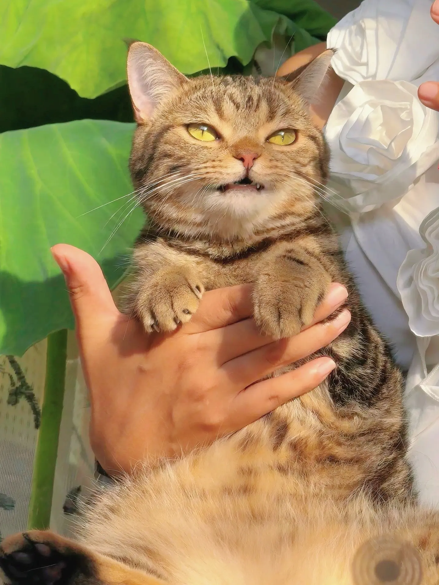 这仿佛在画里跑出来的小猫！夏天跟猫猫真的很搭呀！懂了吗