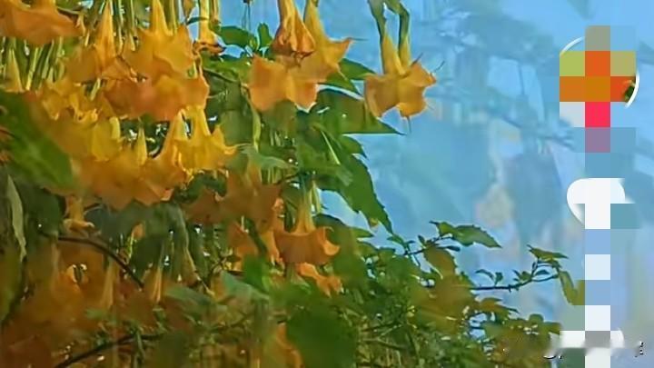 第一次在视频上看到曼陀罗花，感觉这花开的太漂亮。
前天，按捺不住决定去看看。
在