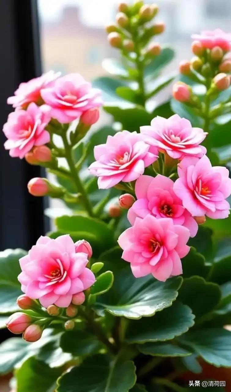 窗台那盆长寿花，总让我想起时光的褶皱里藏着的温柔絮语。它不似桃李争春，也不学寒梅