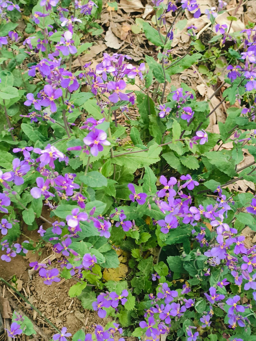 春天的仪式感，是从遇见这一树繁花开始的。红得热烈，紫得温柔，枯草丛也挡不住生机的