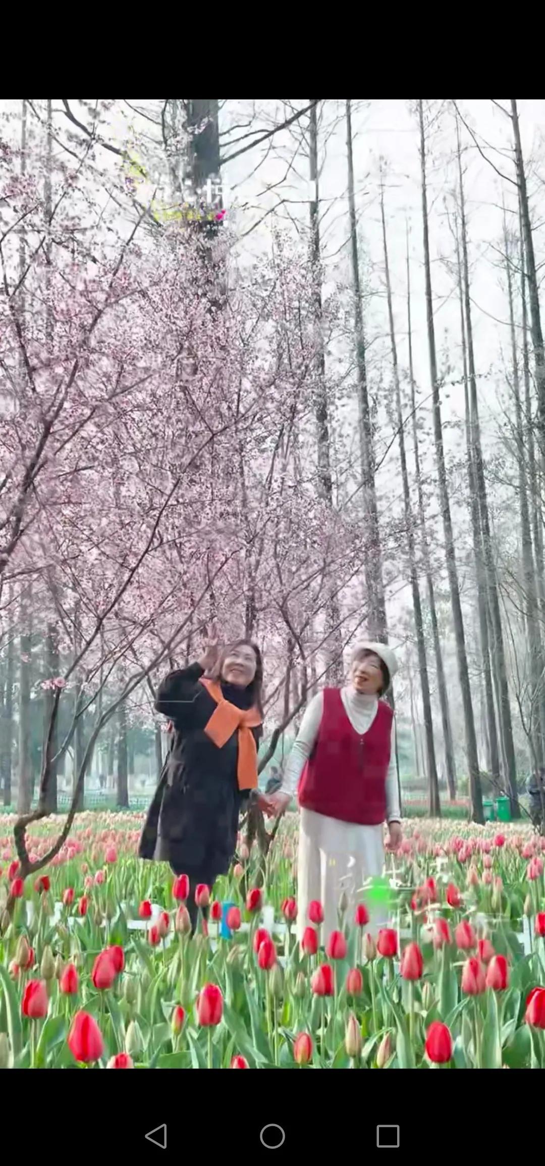 二月二，寻花去。🌸
（夏天女士）
南京植物园的春天，是郁金香与二月兰的温柔。