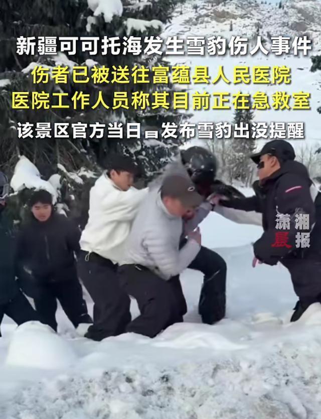 一滑雪场游客被雪豹咬伤 景区早发预警却遭忽视，雪豹袭人背后的真相值得所有人警惕！