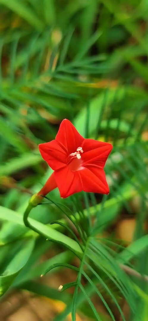 ‎种植 茑萝最好春天播种，喜阳怕冷，搭架牵引能爬满墙。 选疏松土壤，保持湿润，薄