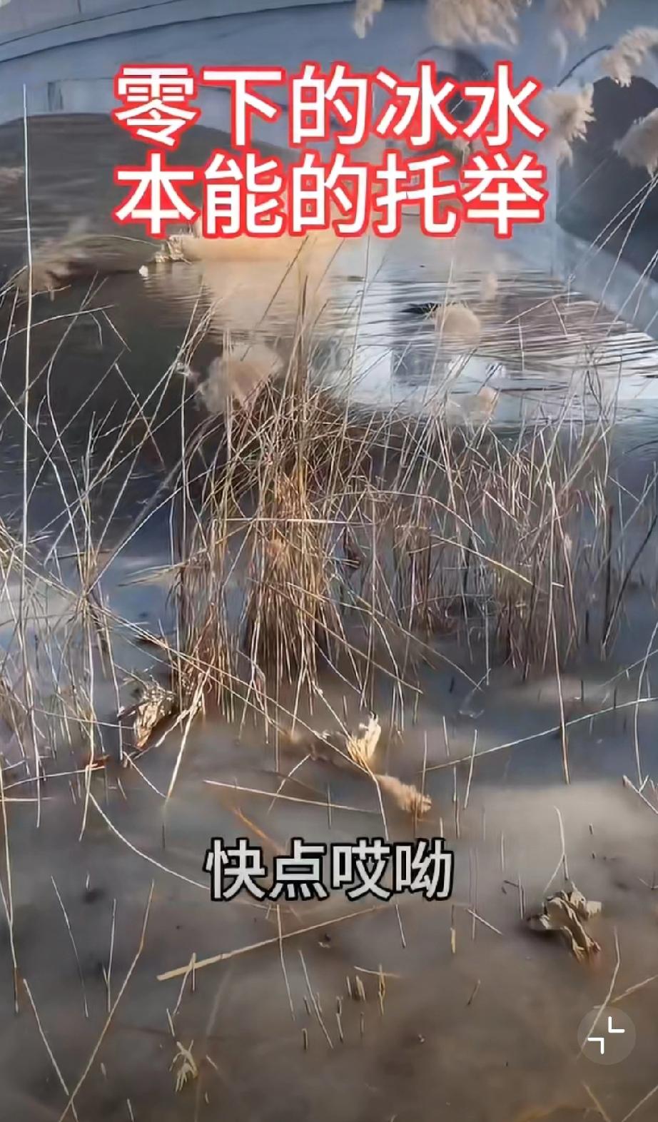 近日天津，孩子落水情况危急，好心大哥脱下外衣奋不顾身跳入冰水救人,众人合力成功救