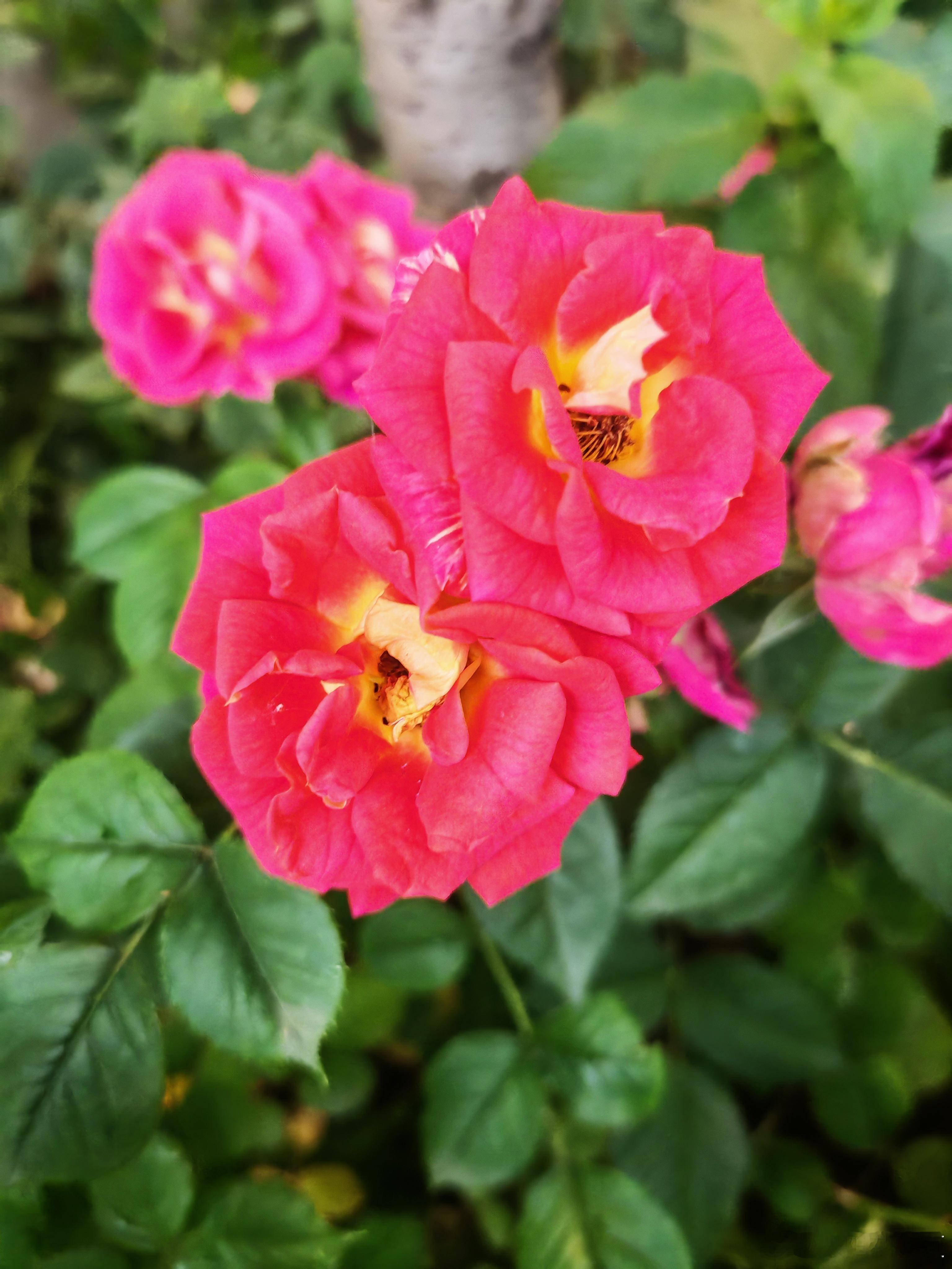 一簇月季花，染尽初夏温柔～寻美河南