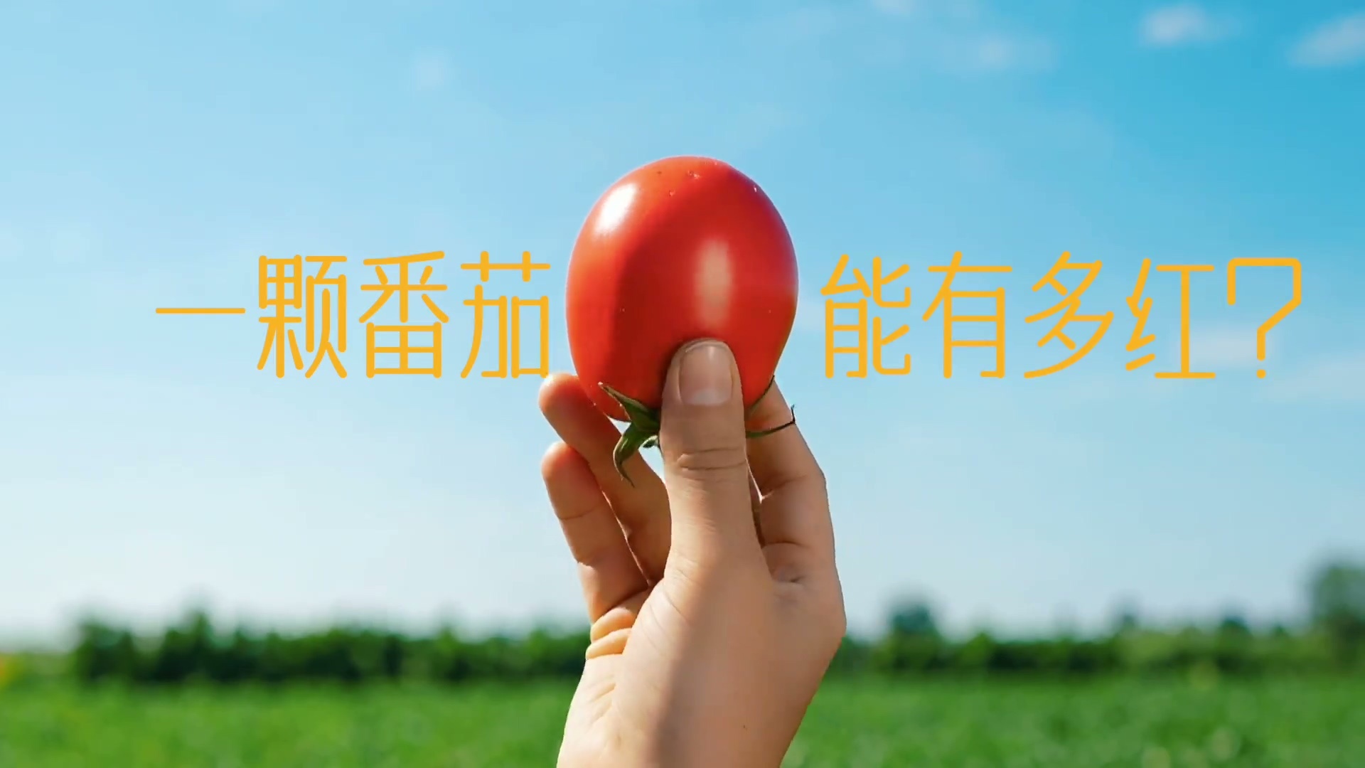 跟着范现国逛新疆番茄基地走进天山脚下的番茄种植基地，大片红果铺满田野🍅。范现国