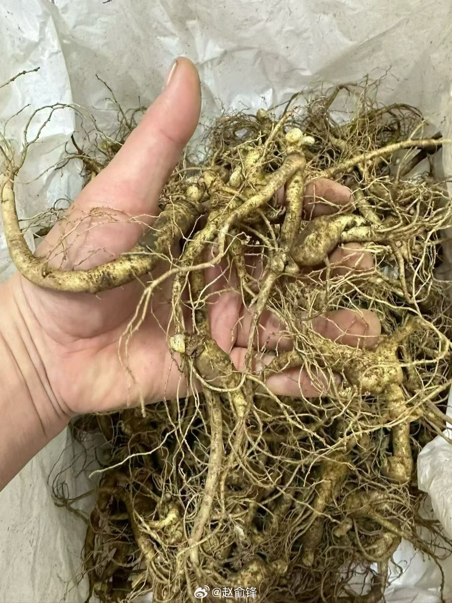 鲜人参泡水补气血，泡酒增强体质，炖汤补元气。泡蜂蜜对心脏好。行走抚顺