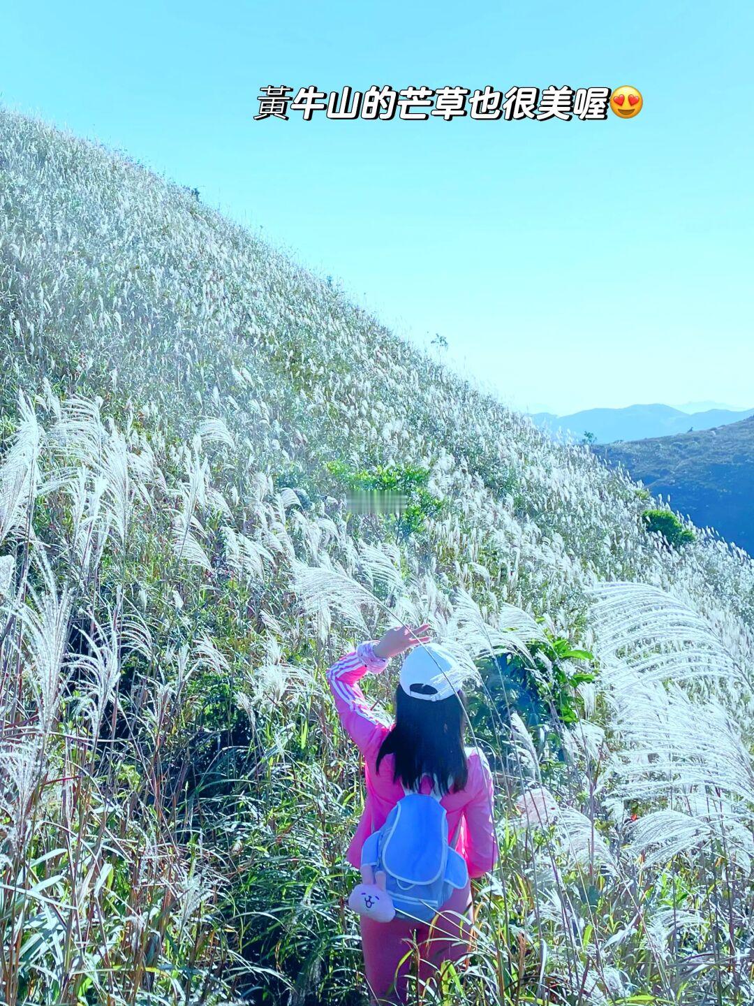 📍黃牛山．來香港看芒草不要只會去大東山喔