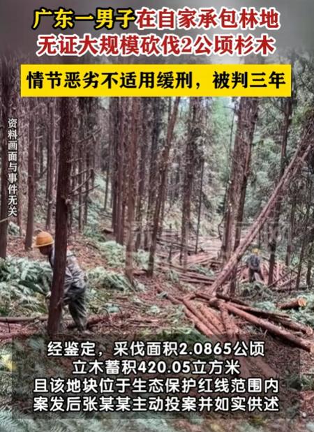广东乳源，男子在自家承包的林地上进行大规模采伐，共2公顷杉木被砍倒，后经人举报，