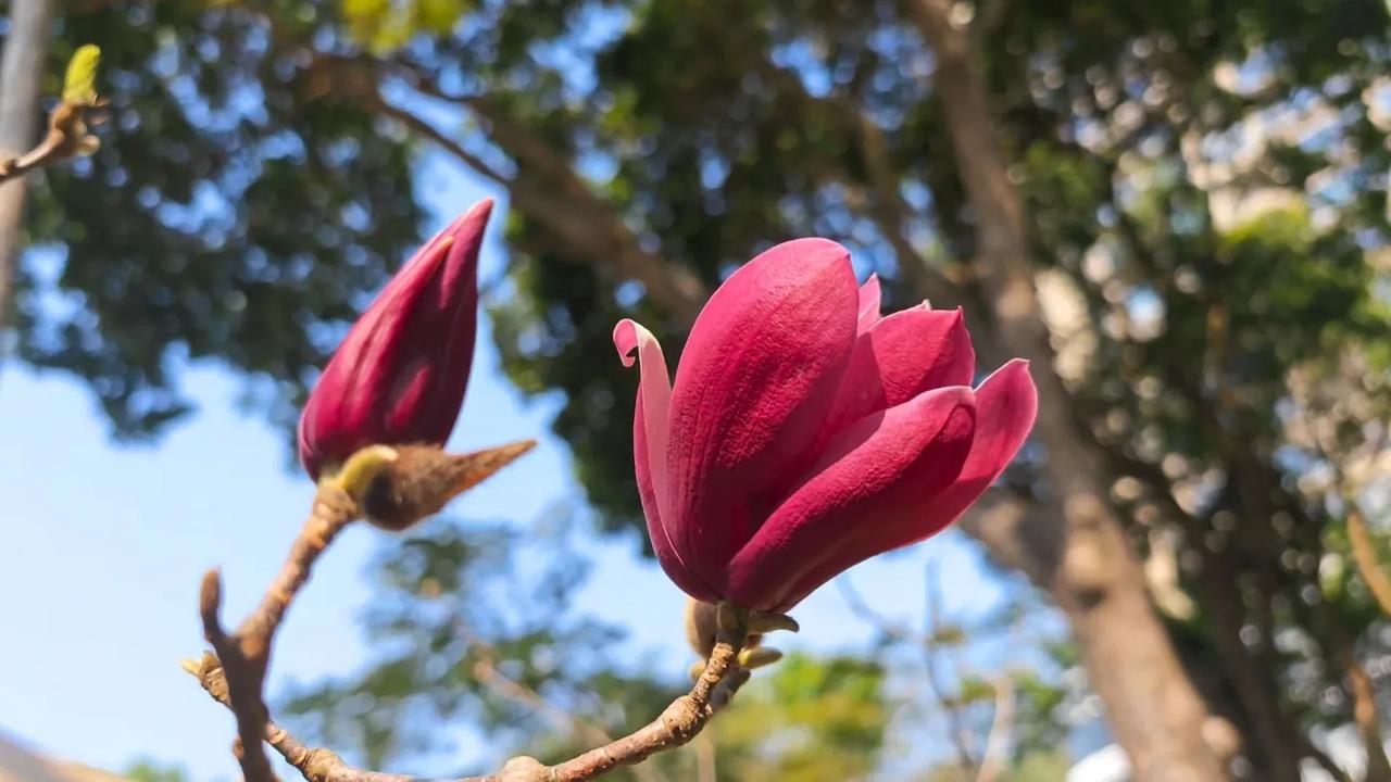 玉兰花分享