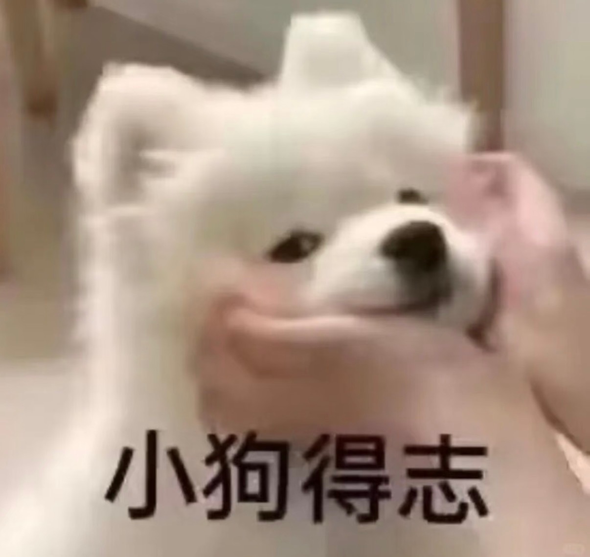 我不中了小核桃你知道别家今天多努力吗？除了不断破防开贴，有个湖13生家被抓到把我