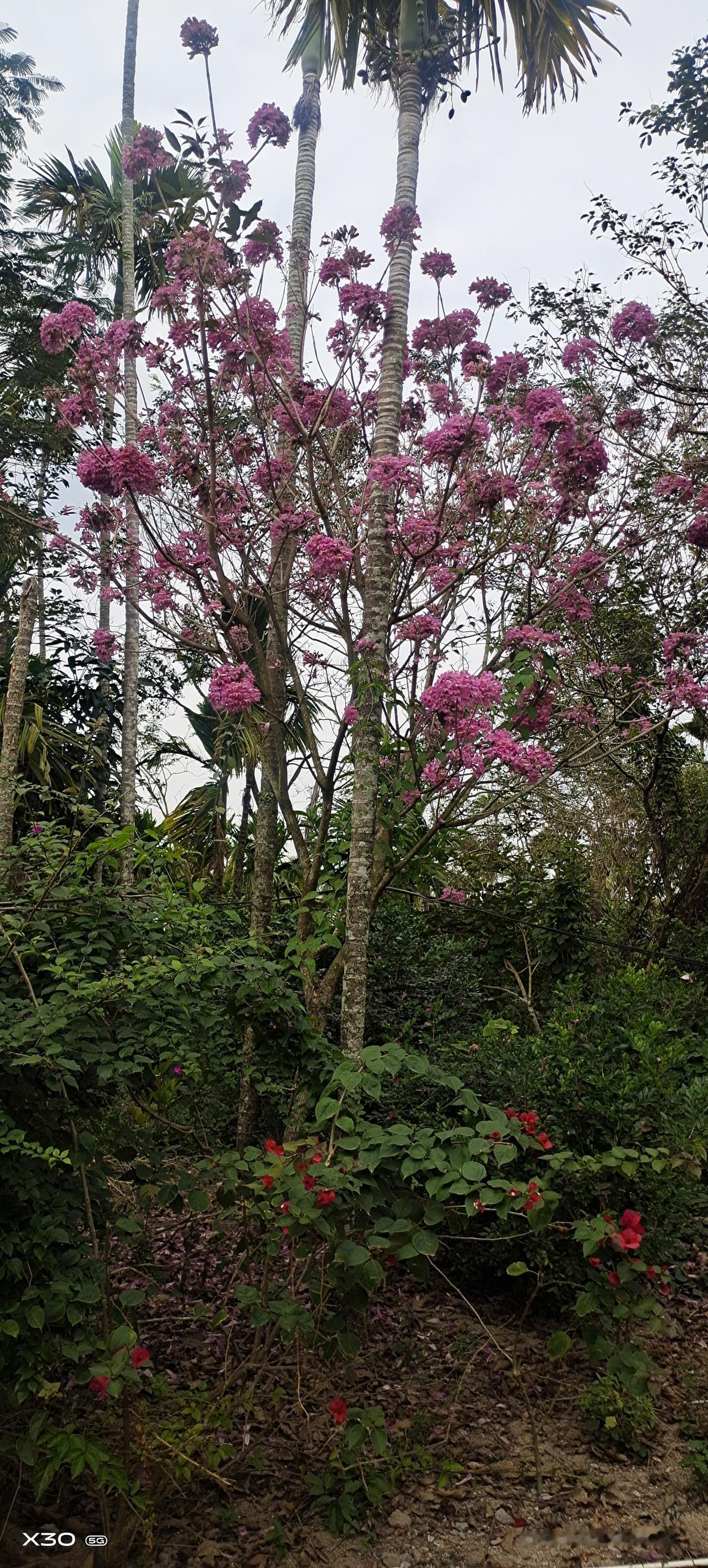 分享我这周有趣的事：12月开花，馨香扑鼻，心旷神怡