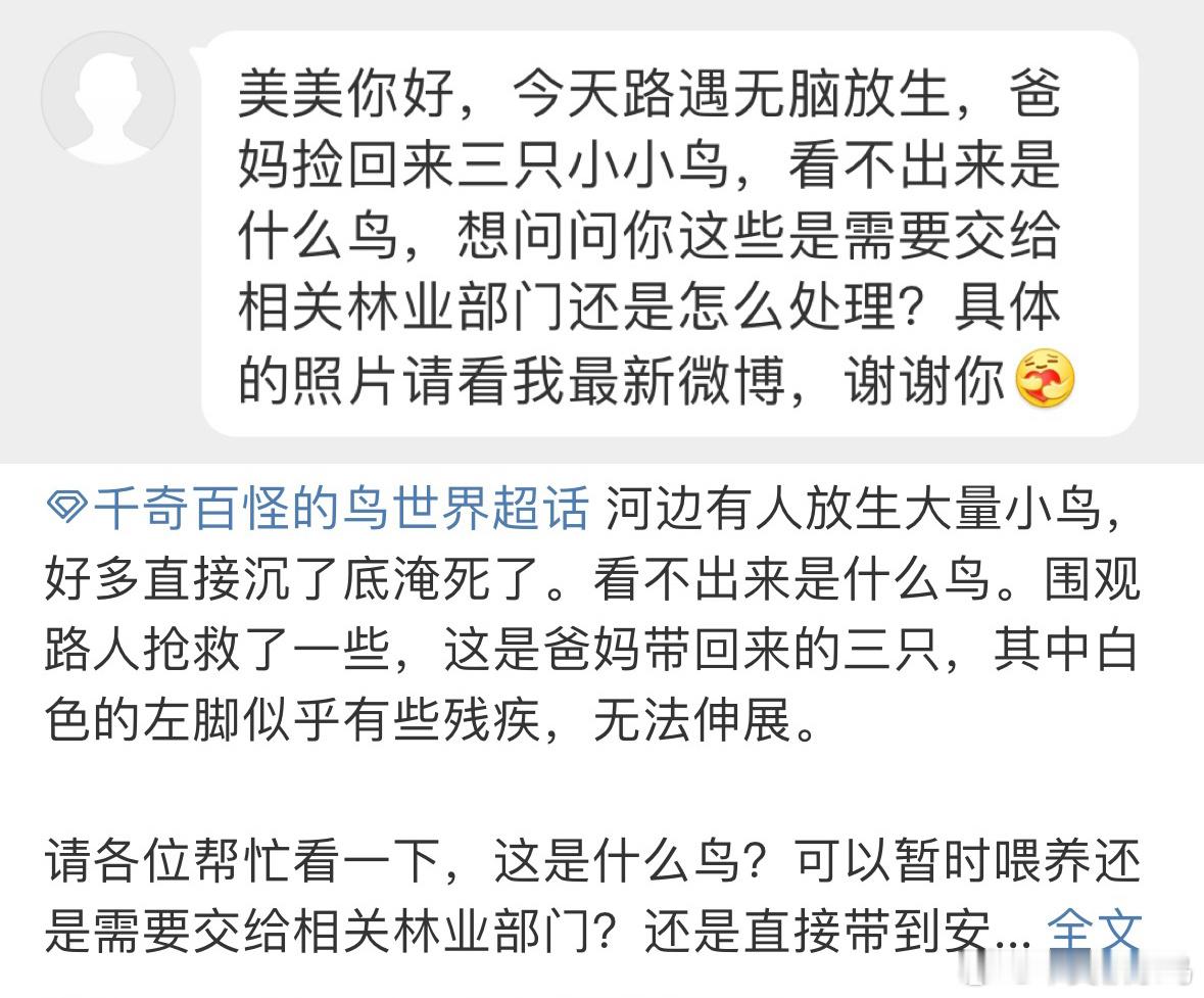 被人放生的【珍珠鸟】，只能先自己照顾了它们是人工繁育的宠物鸟，野外没有生存能力的