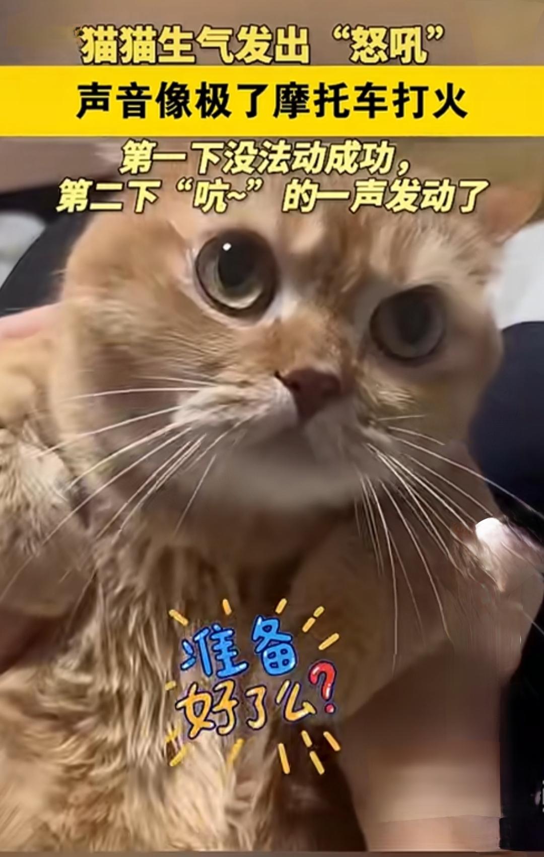 猫猫生气发出“怒吼”，声音像极了摩托车打火——是不是瞬间让你觉得家里多了一台“潜