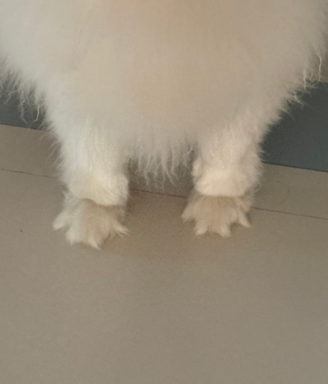 什么动物的脚长这样啊！！！宝宝你的脚丫是五角星耶 