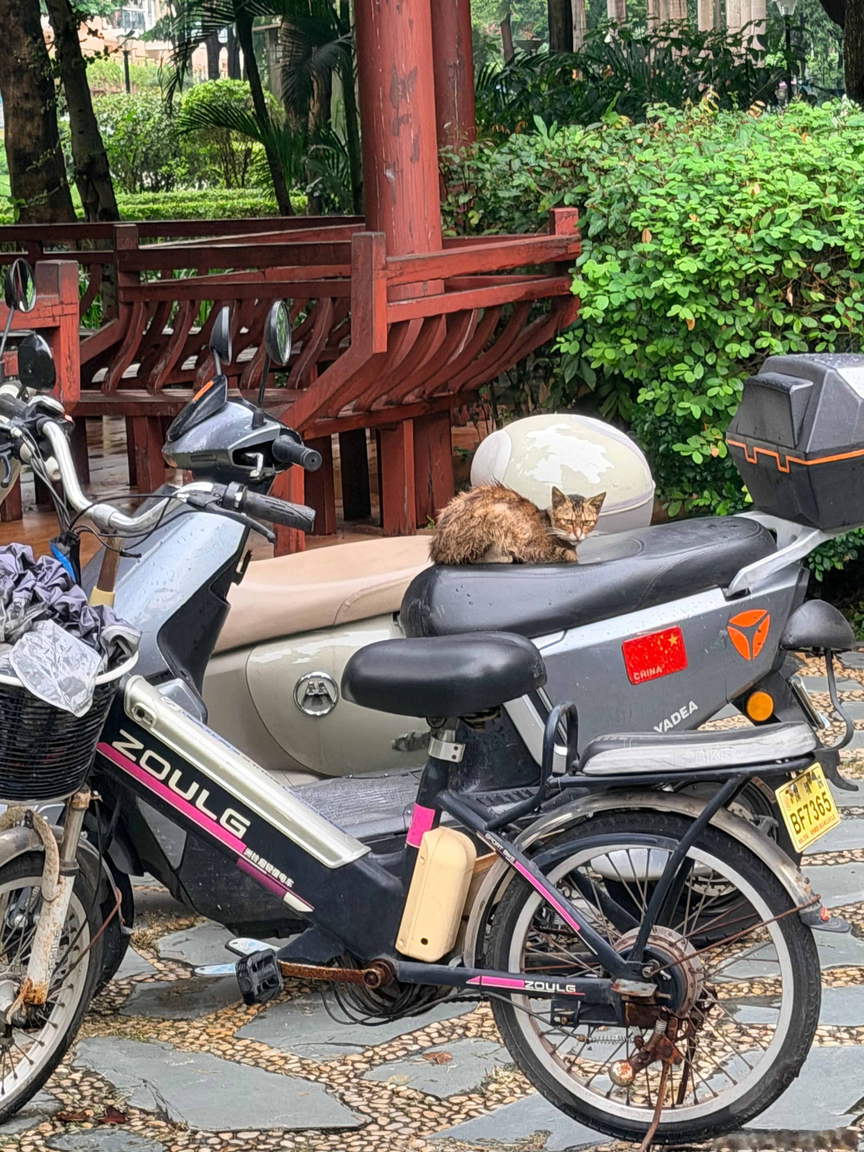 可怜的孩子没吃过饱饭把我家两只猫一天的罐头3分钟就吃完了 ​​​