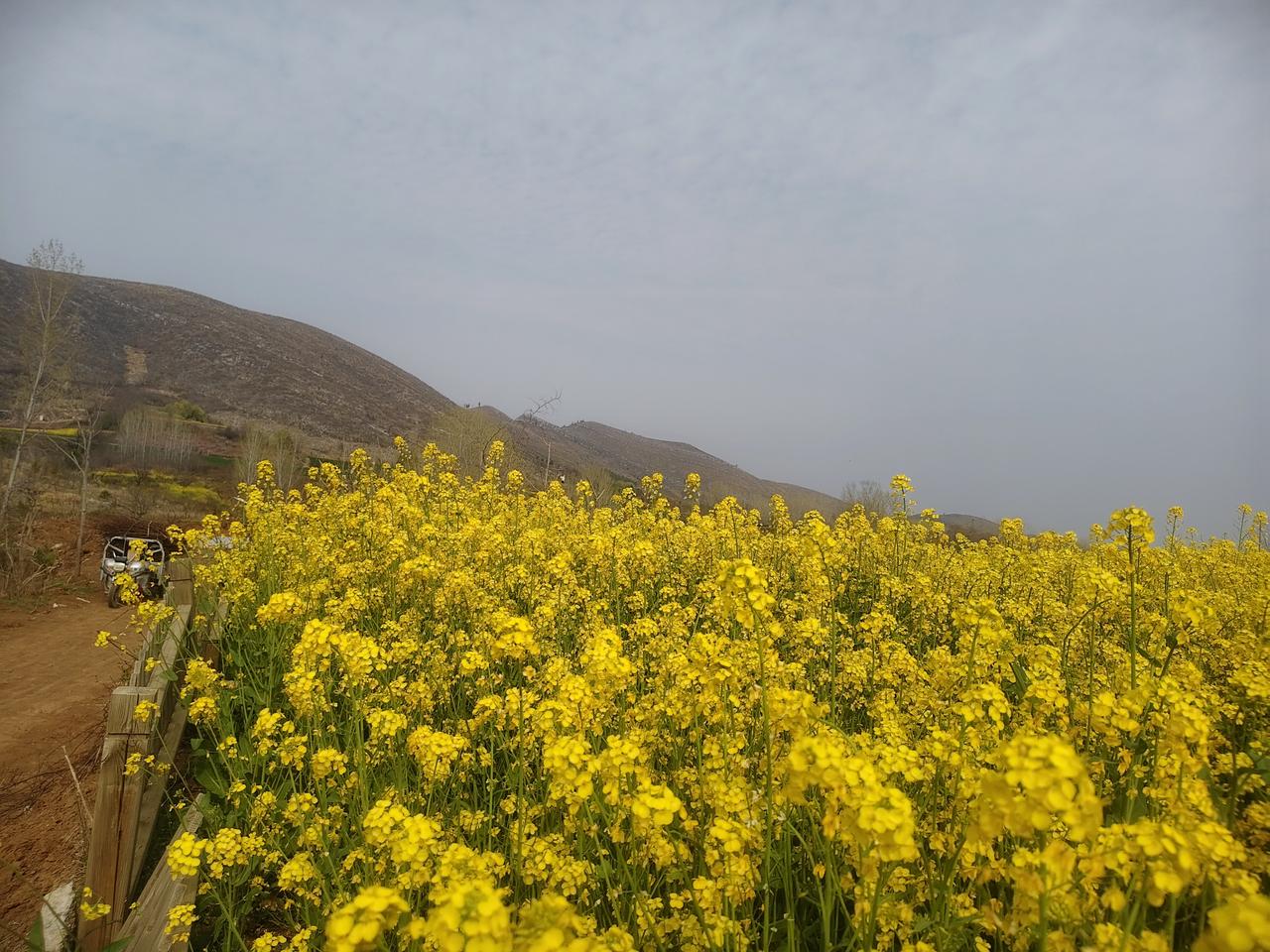 夏天到了，路边的花竞相开放，随手一拍都是美景。我总结了几个拍花小技巧。
用手机大