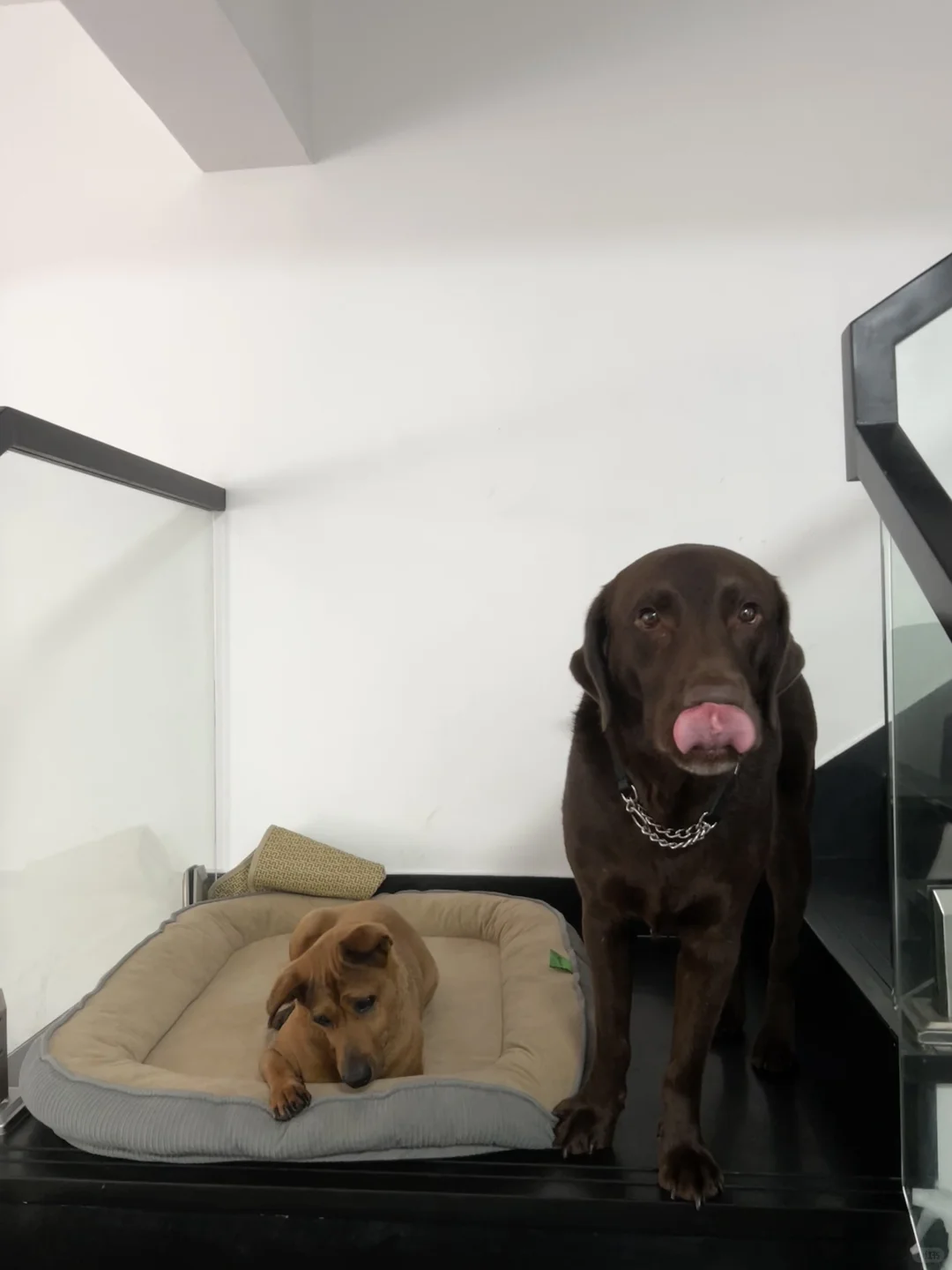 感谢东莞民警的正义力量 万科物业真垃圾