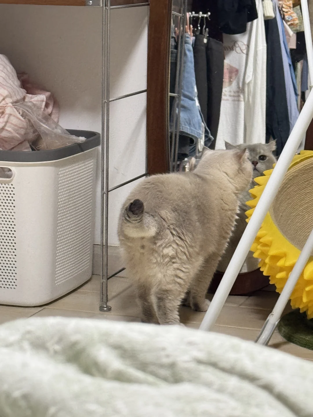 小猫偷窥😶‍🌫️