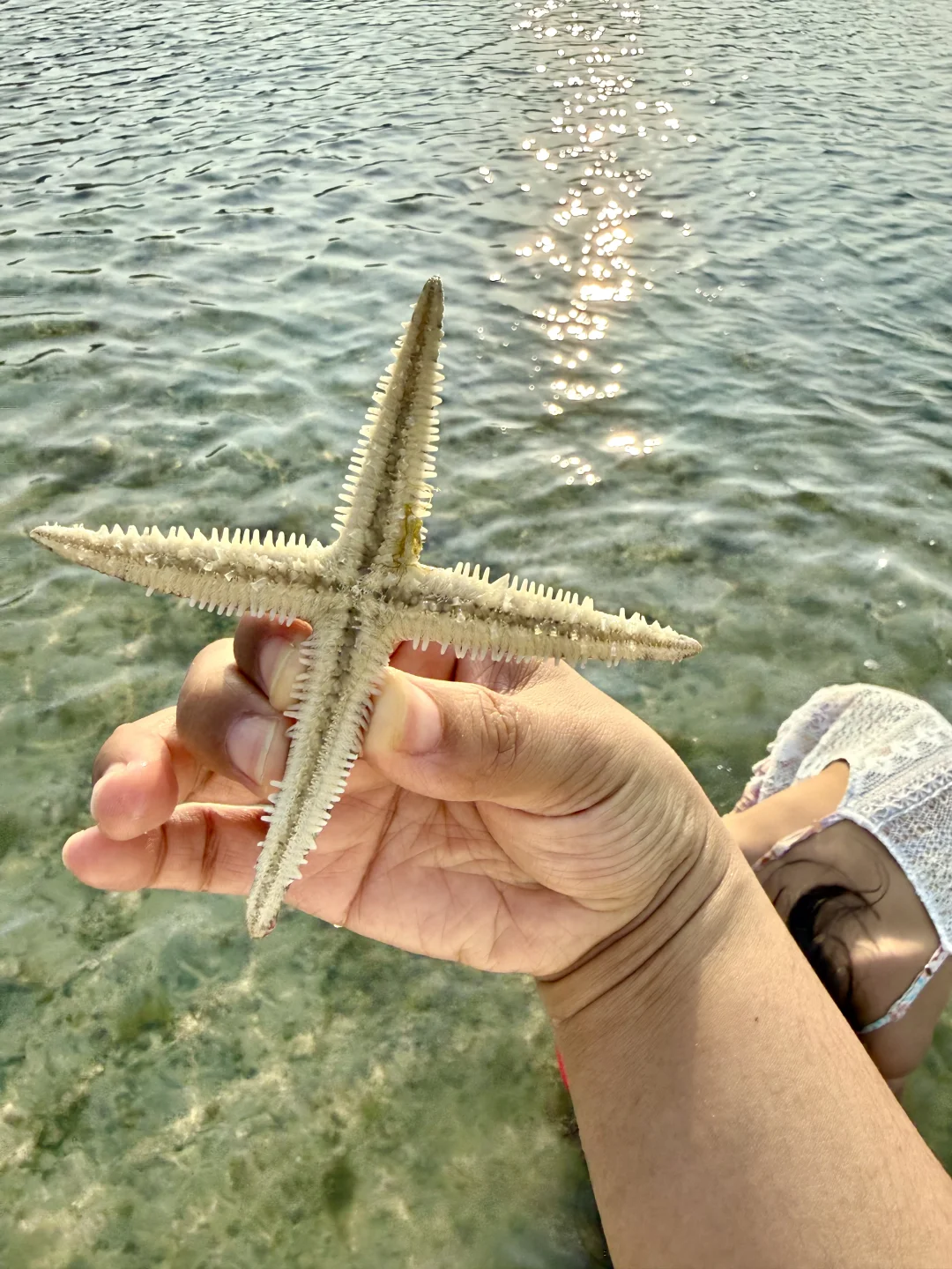 陵水赶海 | 捡不完根本捡不完