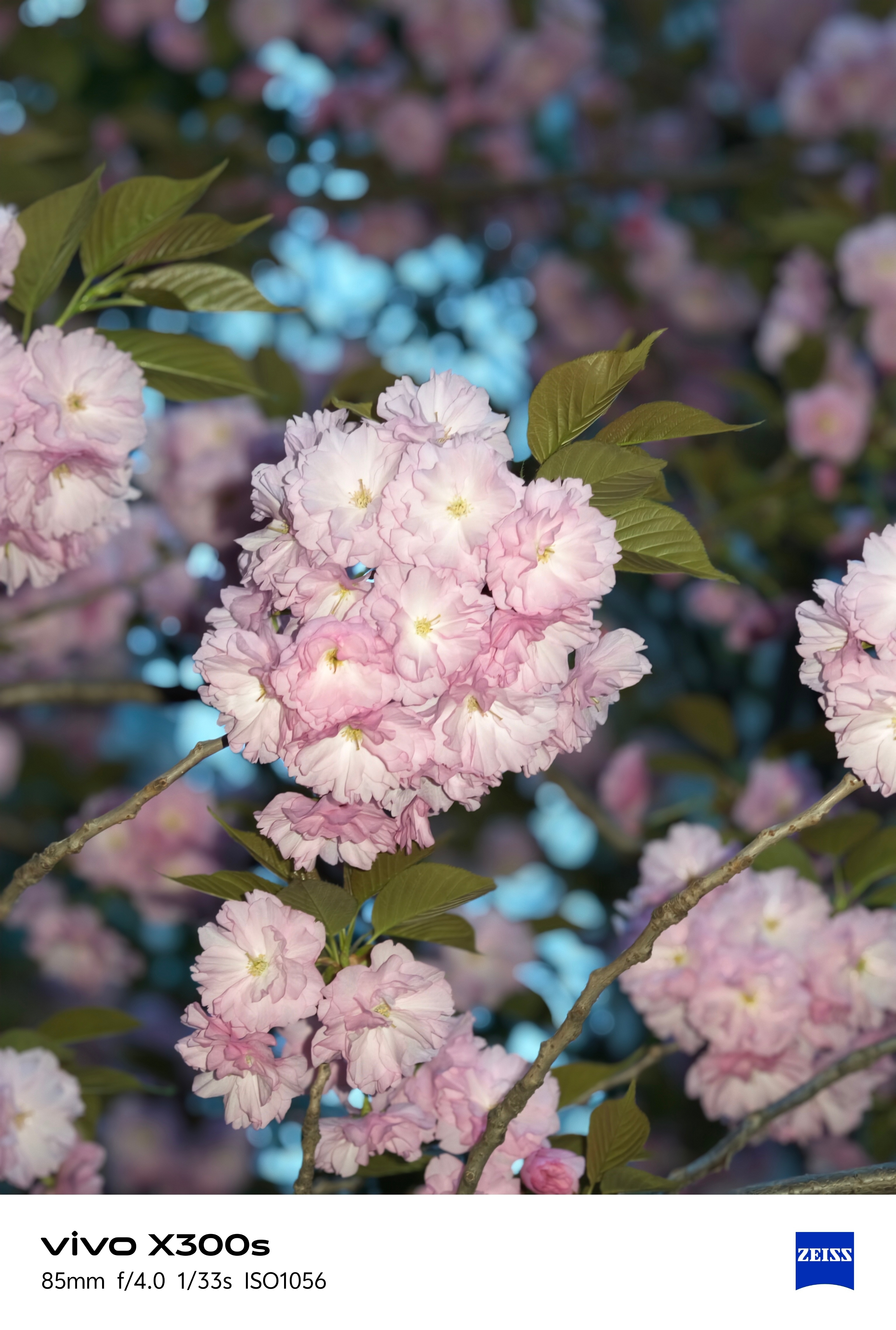 给大家分享一个拍花的小妙招，直接用vivo X300s的闪光人像，拍花特别出片，