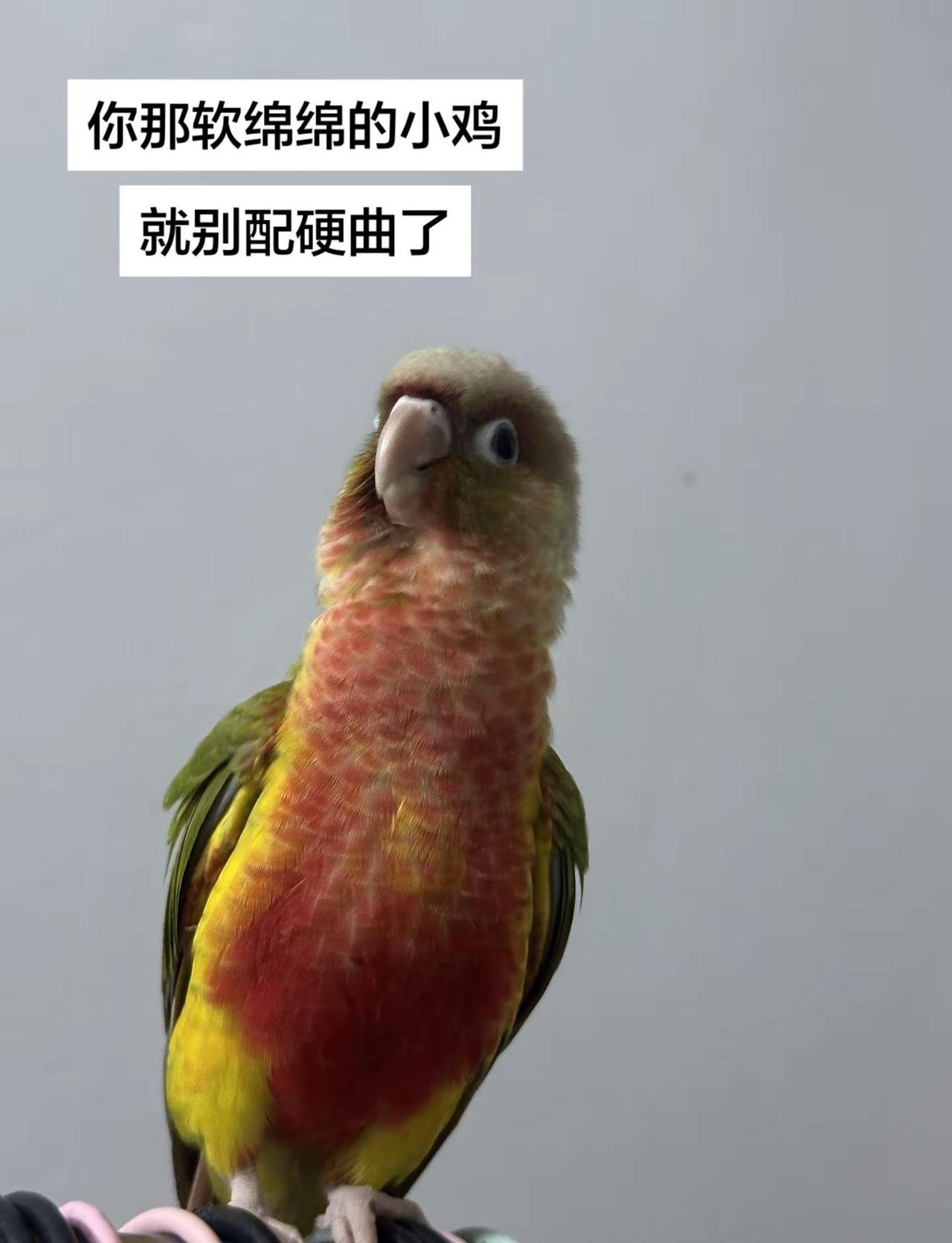 社会没有参天树 我叫小新你记住。鹦鹉爱好者聚集地 小太阳鹦鹉 鹦鹉日常 dou上