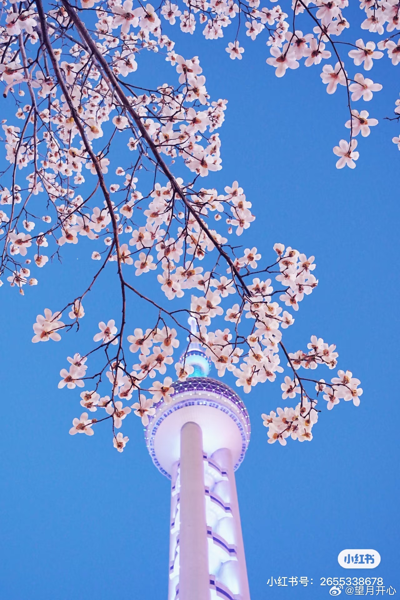 xhs网友的手机里的春天标志性建筑看看 