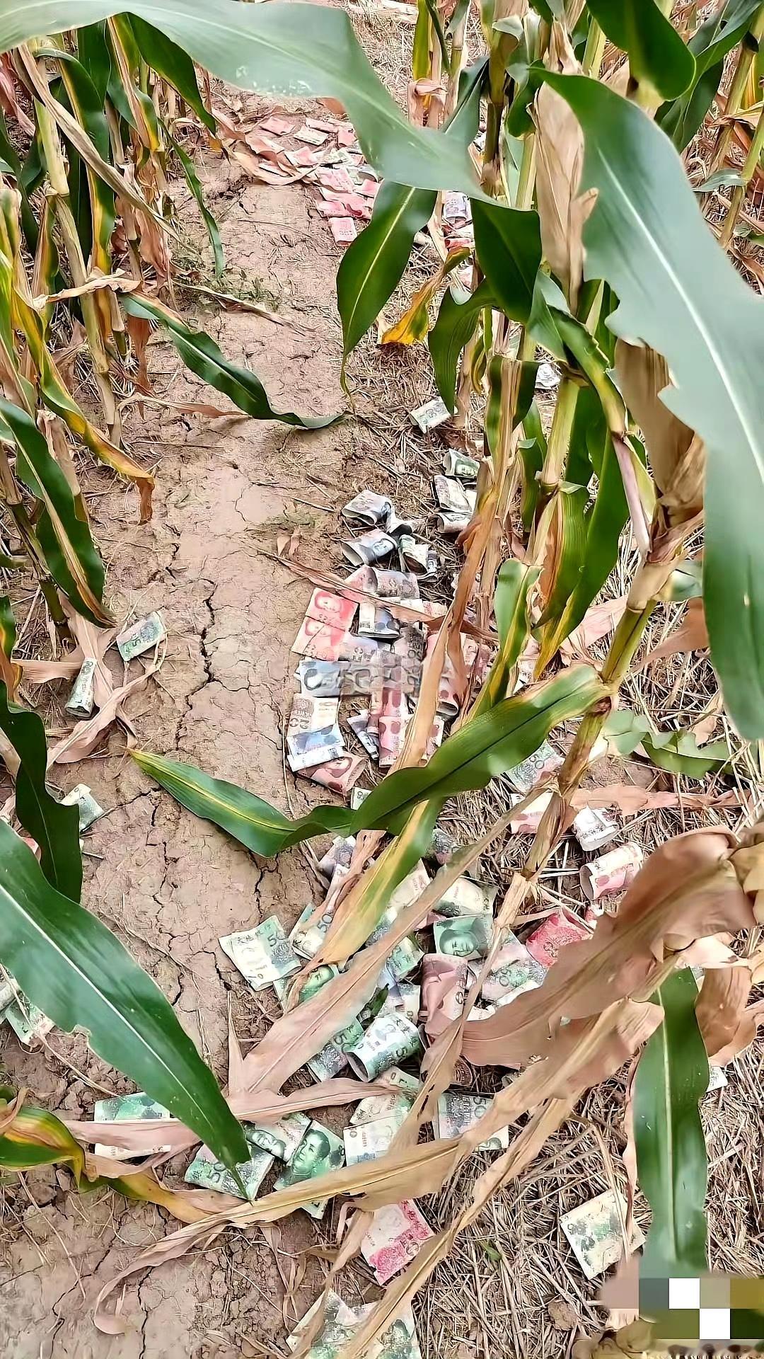 有点像抓赌博跑路掉的。