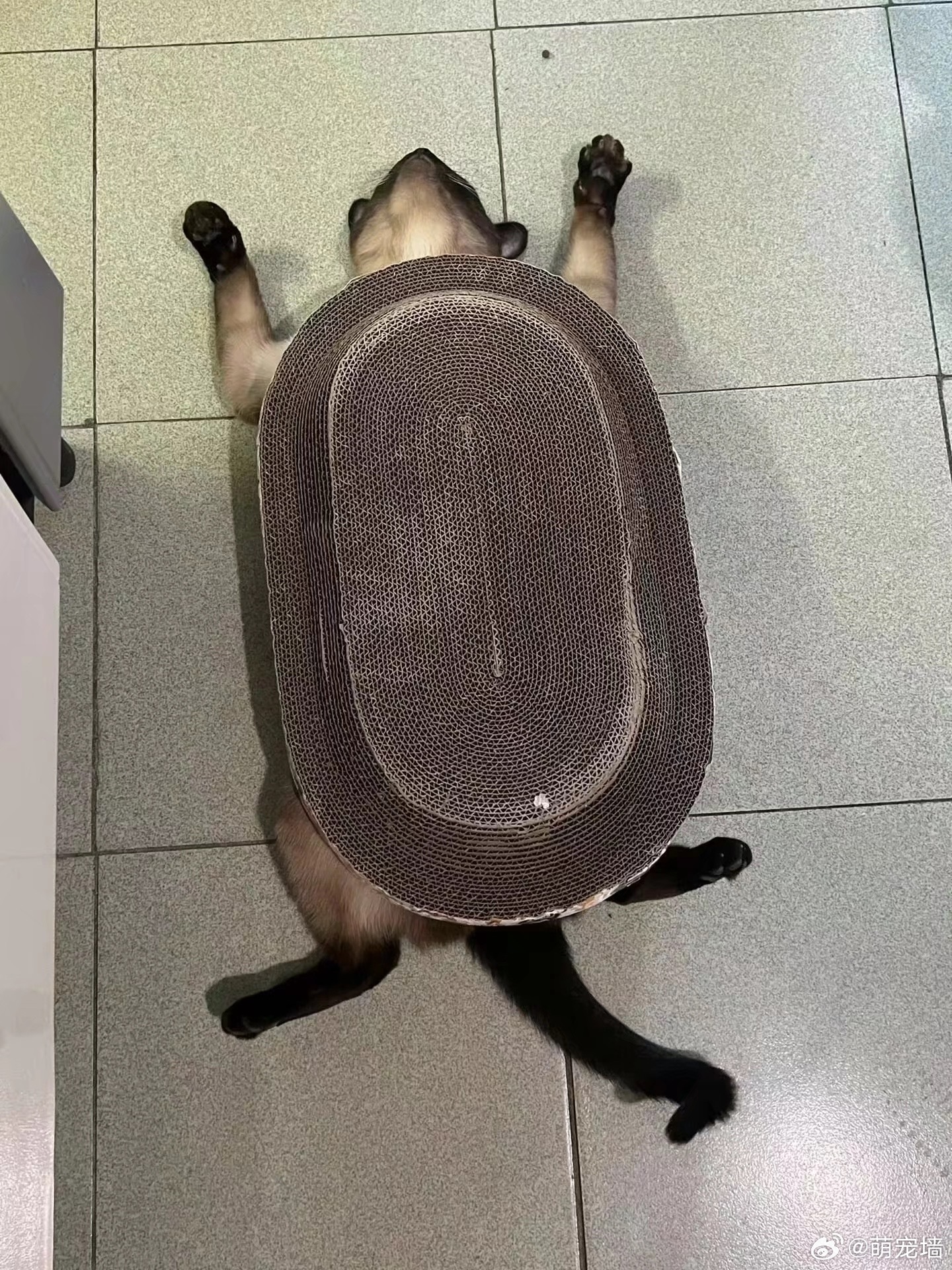 这是什么生物 ​​​