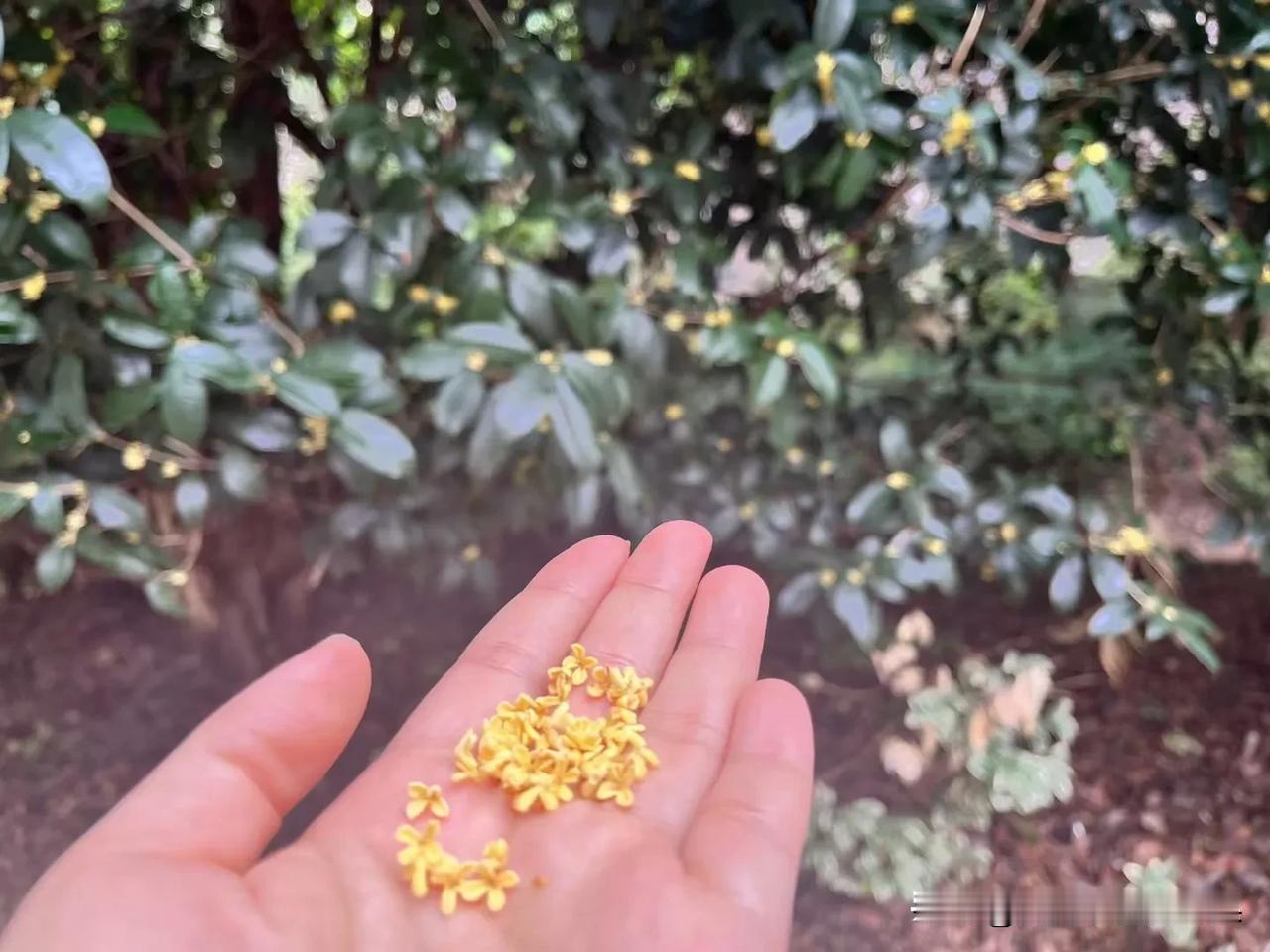 秋天的最后一把桂花

被我接住了

再来，就是明年了

#秋日生活记录#