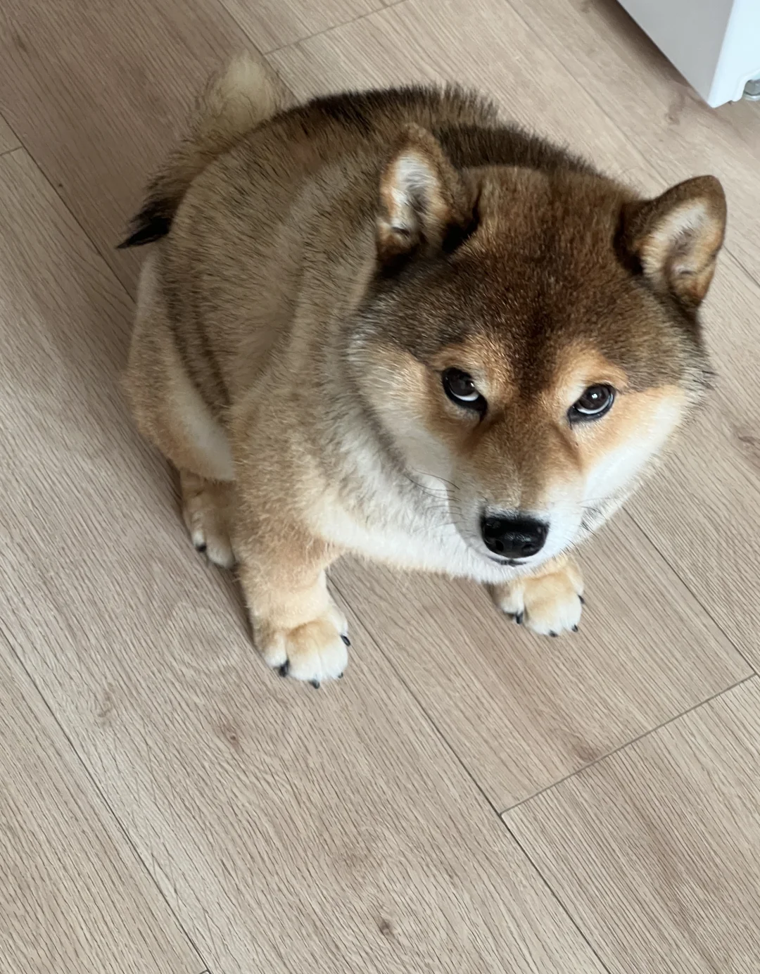 AAAA热链运输剩哥