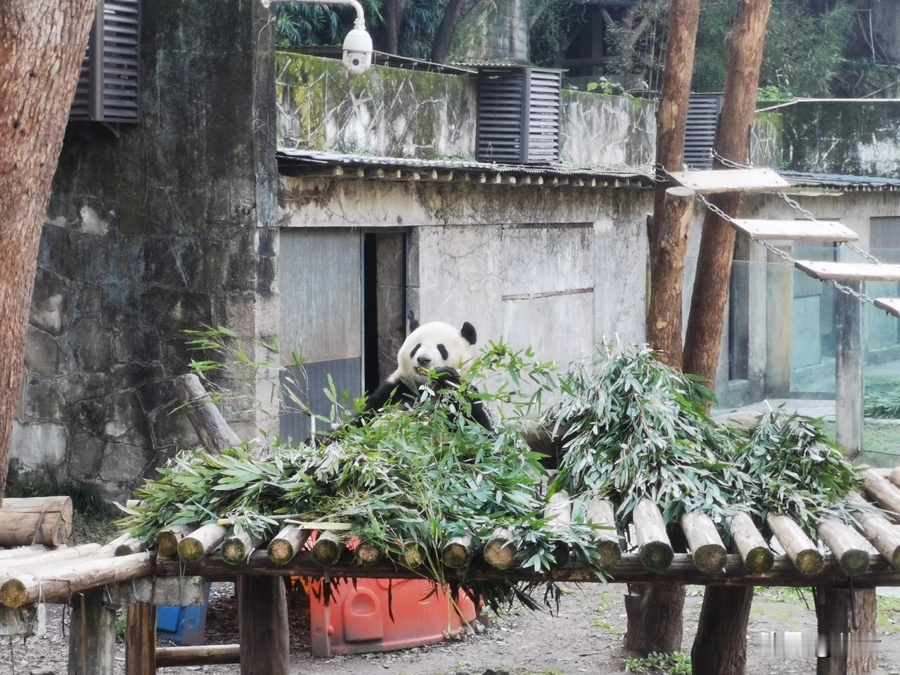 春日重庆动物园，生机盎然的动物世界！
春天乃是重庆动物园中动物最为活跃的时节之一