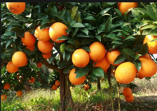 奋进江城共筑新篇