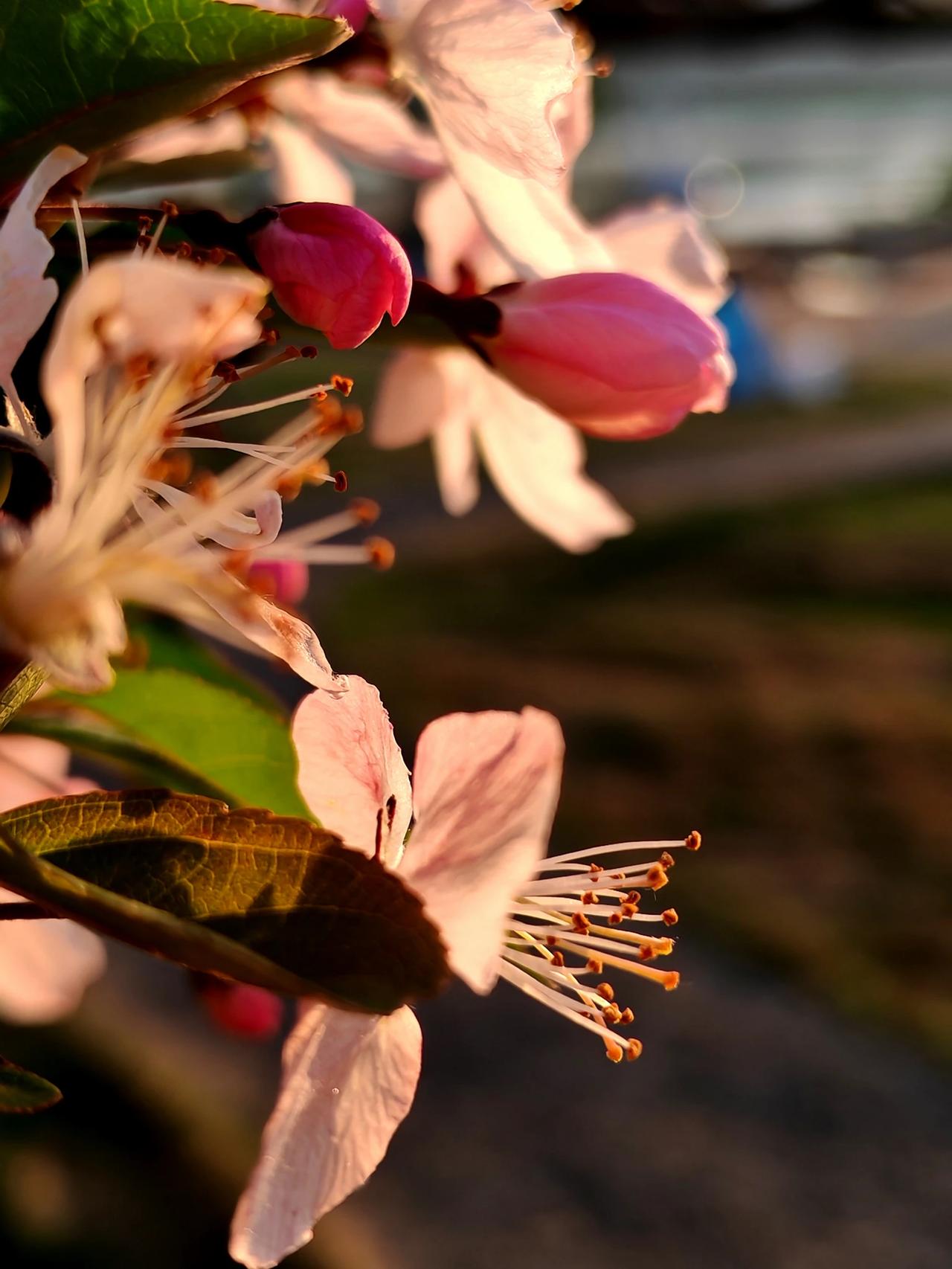 重庆的春天，被海棠花点缀得如梦似幻。南滨路大鱼海棠公园里，海棠花开得正盛，仿佛把