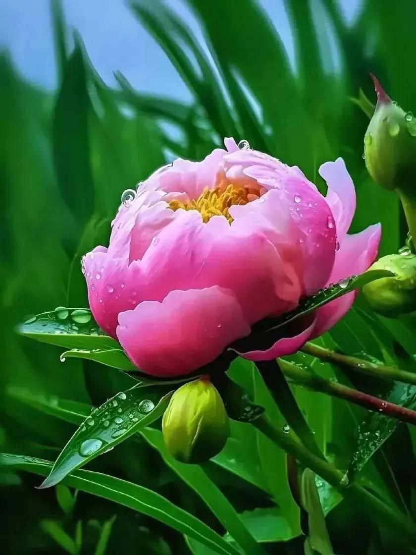 饮食贵在节，
读书贵在精，
锻炼贵在恒，
节饮食养胃，
多读书养胆，
喜运动延生