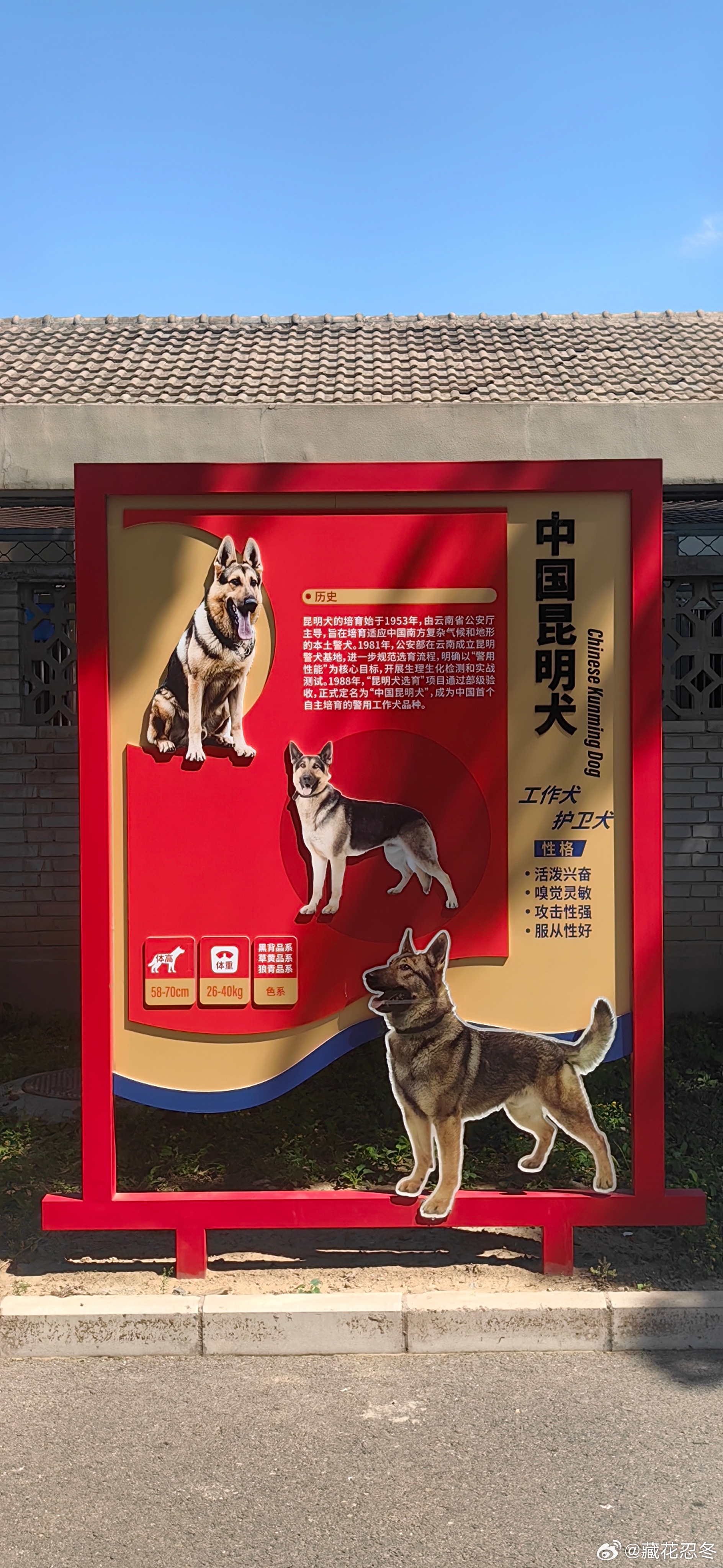 观众太多，人狗全懵