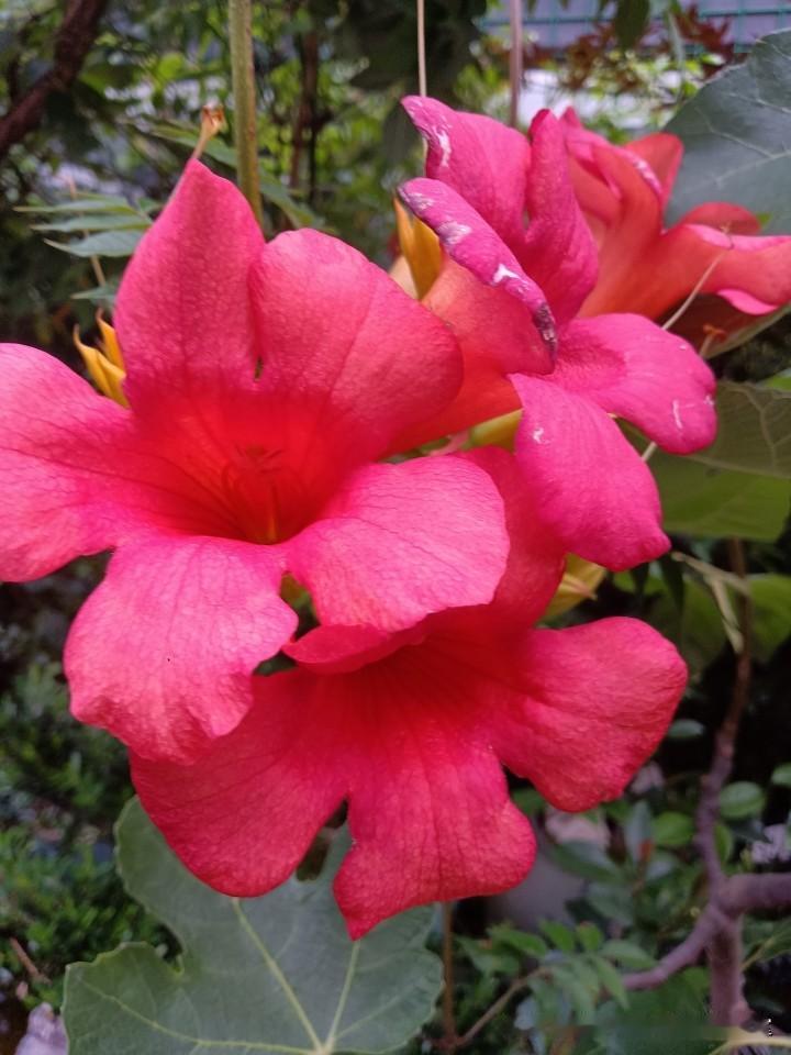 花市拍花05