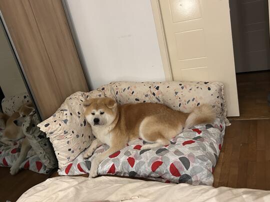 锅总喜提新床