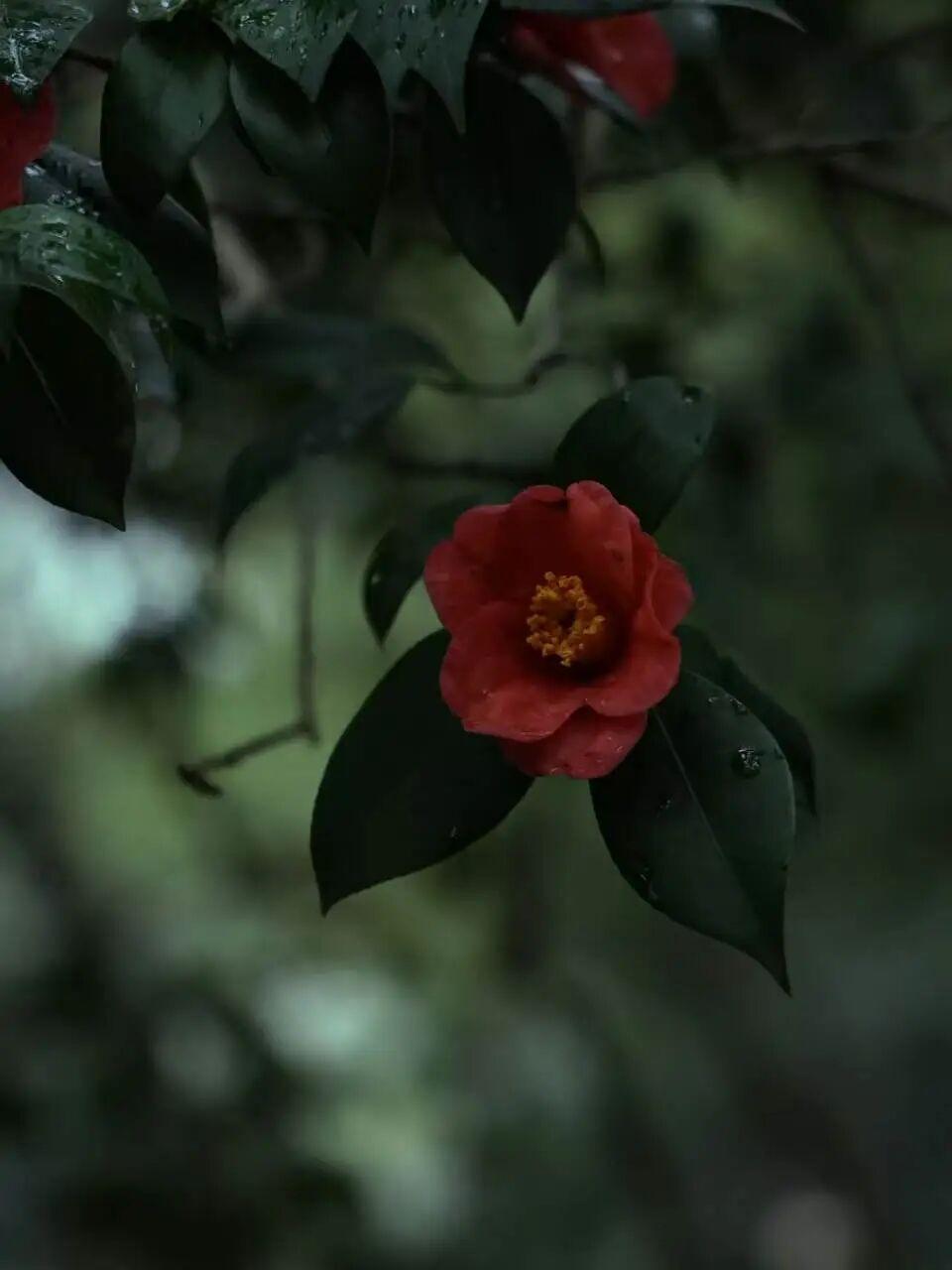叶落闲庭风伴舞；求下联

上联：叶落闲庭风伴舞；
下联：花开热土雨当书。